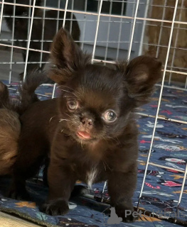 Photo №3. Give Your Heart to a Chihuahua Puppy Today. Germany