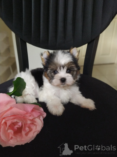 Photo №4. I will sell beaver yorkshire terrier in the city of Balykesir. breeder - price - 600$