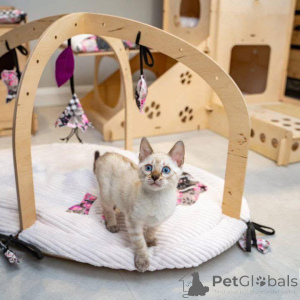 Photo №1. bengal cat - for sale in the city of Södertälje | 706$ | Announcement № 153224