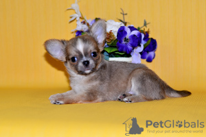 Photo №3. Chihuahua boy. Russian Federation