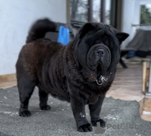 Photo №2 to announcement № 105192 for the sale of chow chow - buy in Germany private announcement