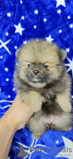 Photo №3. Pomeranian Boo Puppies. Serbia