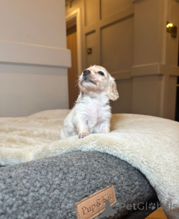 Photo №2 to announcement № 161333 for the sale of dachshund - buy in Estonia 