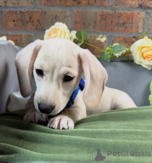 Photo №4. I will sell dachshund in the city of Magdeburg. breeder - price - negotiated