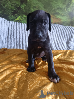 Photo №4. I will sell great dane in the city of Limanowa. breeder - price - 3200$