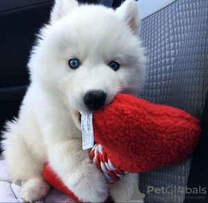 Photo №1. siberian husky - for sale in the city of Brussels | negotiated | Announcement № 116929