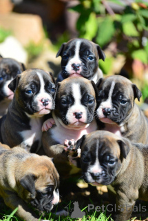 Photo №2 to announcement № 163891 for the sale of staffordshire bull terrier - buy in France breeder