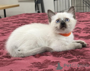 Photo №1. siamese cat - for sale in the city of Lisberg | 361$ | Announcement № 173536