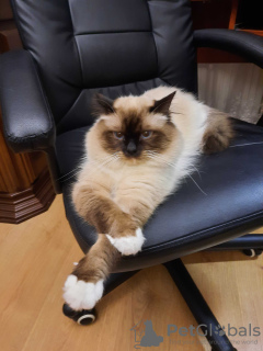 Photo №4. I will sell birman in the city of Kremenchug. from nursery - price - negotiated