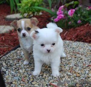 Photo №1. chihuahua - for sale in the city of Bensheim | 329$ | Announcement № 147576