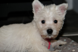 Photo №4. I will sell west highland white terrier in the city of Ninove. private announcement, breeder - price - 516$