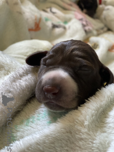 Photo №2 to announcement № 52180 for the sale of german shorthaired pointer - buy in Poland breeder