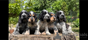 Photo №3. English Cocker Spaniel puppies. Serbia