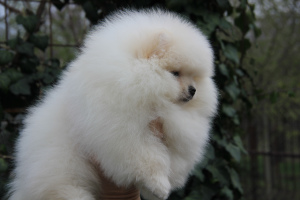 Photo №1. german spitz - for sale in the city of Labinsk | 1071$ | Announcement № 6391