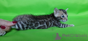 Photo №2 to announcement № 7768 for the sale of bengal cat - buy in Russian Federation from nursery