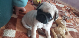 Photo №1. pug - for sale in the city of Yekaterinburg | 335$ | Announcement № 6276