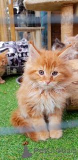 Photo №2 to announcement № 37305 for the sale of maine coon - buy in United States private announcement, from nursery