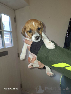 Photo №2 to announcement № 166926 for the sale of jack russell terrier - buy in Netherlands private announcement