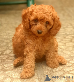 Photo №4. I will sell poodle (royal) in the city of Tbilisi. private announcement - price - 400$