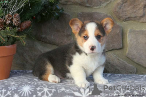 Photo №3. KC Registered Pembrokeshire Corgi Puppies 1(281)698-7719. United States