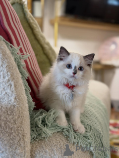 Photo №1. ragdoll - for sale in the city of Aiola | 774$ | Announcement № 157467