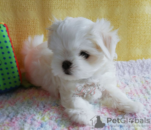 Photo №1. maltese dog - for sale in the city of Kiev | 1500$ | Announcement № 57265