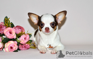 Photo №2 to announcement № 32606 for the sale of chihuahua - buy in Russian Federation from nursery, breeder