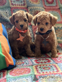 Additional photos: Toy Poodle puppies for sale