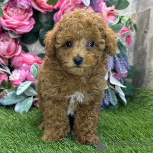 Photo №2 to announcement № 168598 for the sale of poodle (toy) - buy in Belgium private announcement