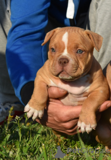 Photo №2 to announcement № 19309 for the sale of american bully - buy in Russian Federation from nursery
