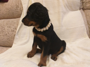 Photo №2 to announcement № 5756 for the sale of gordon setter - buy in Russian Federation private announcement, breeder