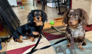 Photo №1. dachshund - for sale in the city of Sinsheim | 599$ | Announcement № 175217