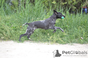Photo №1. non-pedigree dogs - for sale in the city of Simferopol | 819$ | Announcement № 7370
