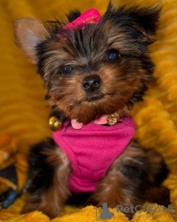 Photo №1. yorkshire terrier - for sale in the city of Melbourne | 600$ | Announcement № 128341