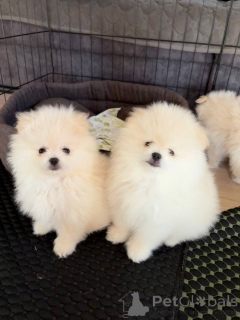 Photo №3. Selling Pomeranian Spitz puppy. Belarus