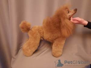 Photo №2 to announcement № 47152 for the sale of poodle (dwarf) - buy in Estonia private announcement, from nursery, breeder