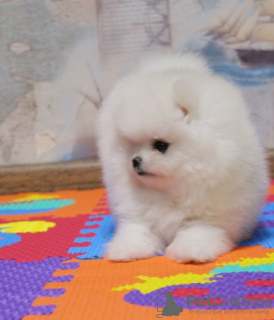 Photo №4. I will sell pomeranian in the city of Kiev. from nursery - price - 1600$