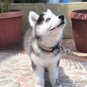 Photo №2 to announcement № 135615 for the sale of siberian husky - buy in Germany breeder