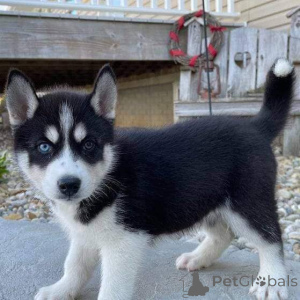 Photo №3. Siberian husky puppies for adoption.. Finland