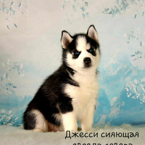 Photo №1. siberian husky - for sale in the city of Москва | 133$ | Announcement № 4986