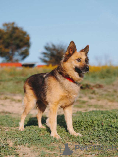 Photo №3. Miniature pet dog Lady, ideal companion looking for a home. Russian Federation