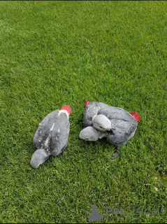 Photo №2 to announcement № 132500 for the sale of  - buy in Spain 