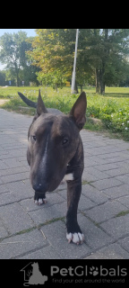 Photo №3. Mating a male mini bull terrier in Belarus. Announcement № 114682