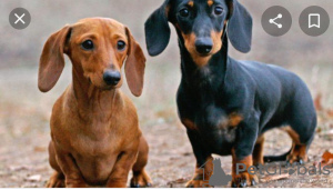 Photo №1. dachshund - for sale in the city of Салоники | negotiated | Announcement № 21672