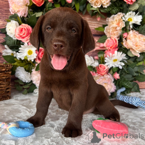 Photo №1. labrador retriever - for sale in the city of Algermissen | 329$ | Announcement № 151388