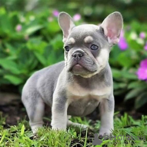 Photo №2 to announcement № 100243 for the sale of french bulldog - buy in Germany private announcement, from the shelter, breeder