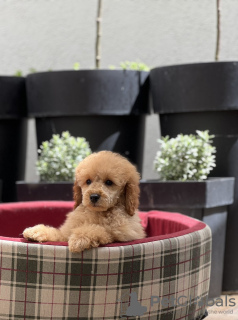 Photo №2 to announcement № 106359 for the sale of poodle (toy) - buy in Serbia breeder