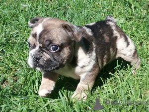 Photo №1. french bulldog - for sale in the city of Minsk | negotiated | Announcement № 67918