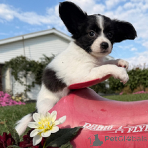 Photo №1. papillon dog - for sale in the city of Berlin | 516$ | Announcement № 178728