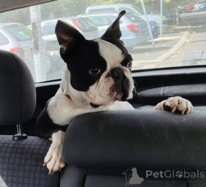 Photo №2 to announcement № 177383 for the sale of boston terrier - buy in Serbia 